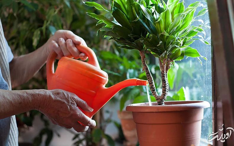 اینفوگرافیک | ۴ روش خلاقانه برای آبیاری گیاهان آپارتمانی در طول مسافرت